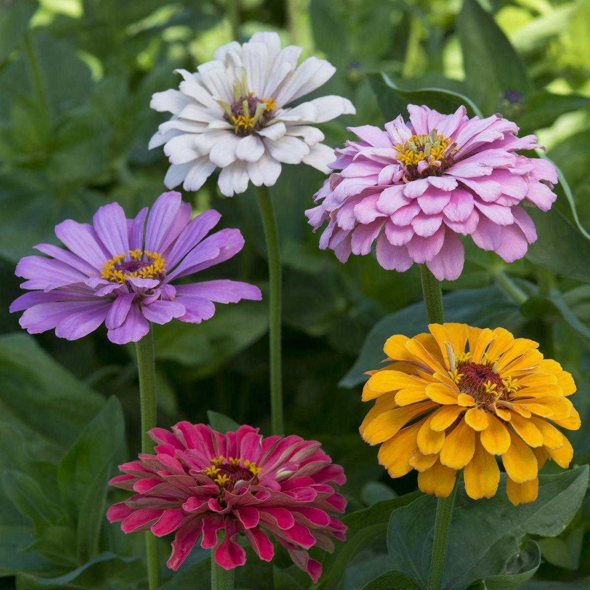 Zinnia elegans Dahlia-flowered Field Grown Mix -Frø-