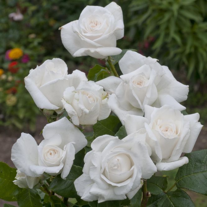 Hovedbilde Rose Annapurna. Buskrose.