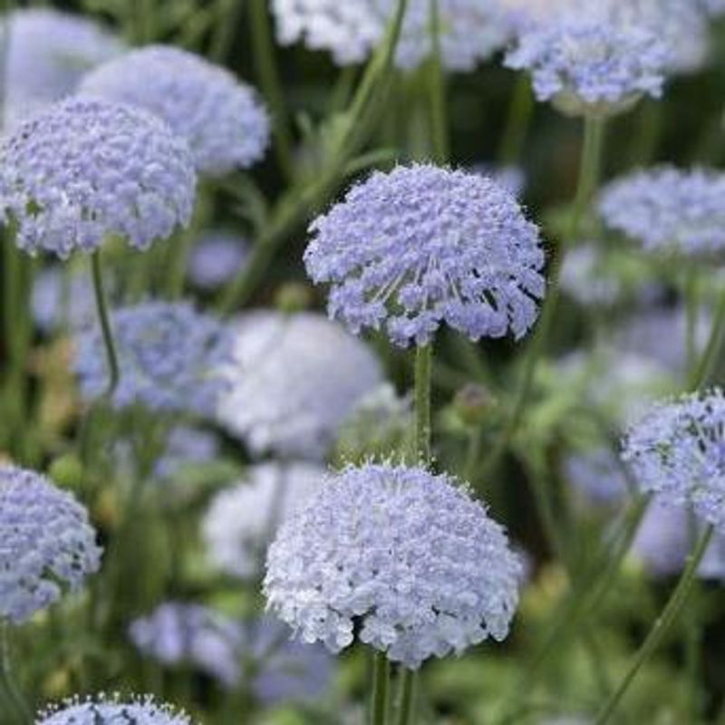Trachymene coerulea Lace Blue. Kniplingsblomst -Frø-
