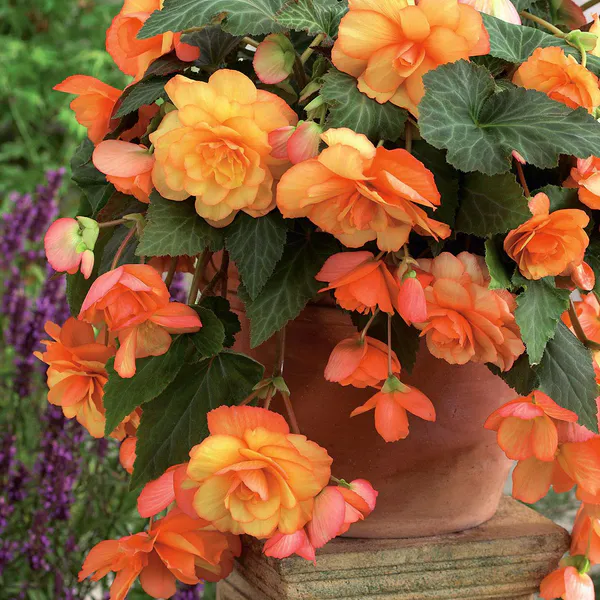 Hovedbilde Begonia Cascade Sunray - 3 knoller
