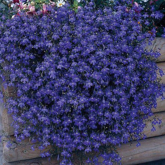Hovedbilde Lobelia Monsoon -Frø-