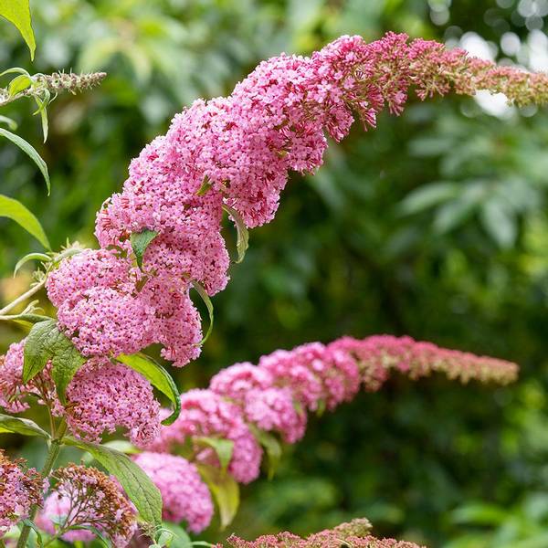 Bilde av BUDDLEJA davidii Pink Panther. Sommerfuglbusk - 1
