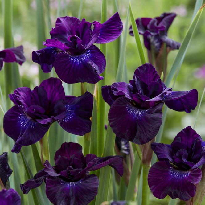 Hovedbilde Iris sibirica Purpleicious. Sibiriris. 1 rot