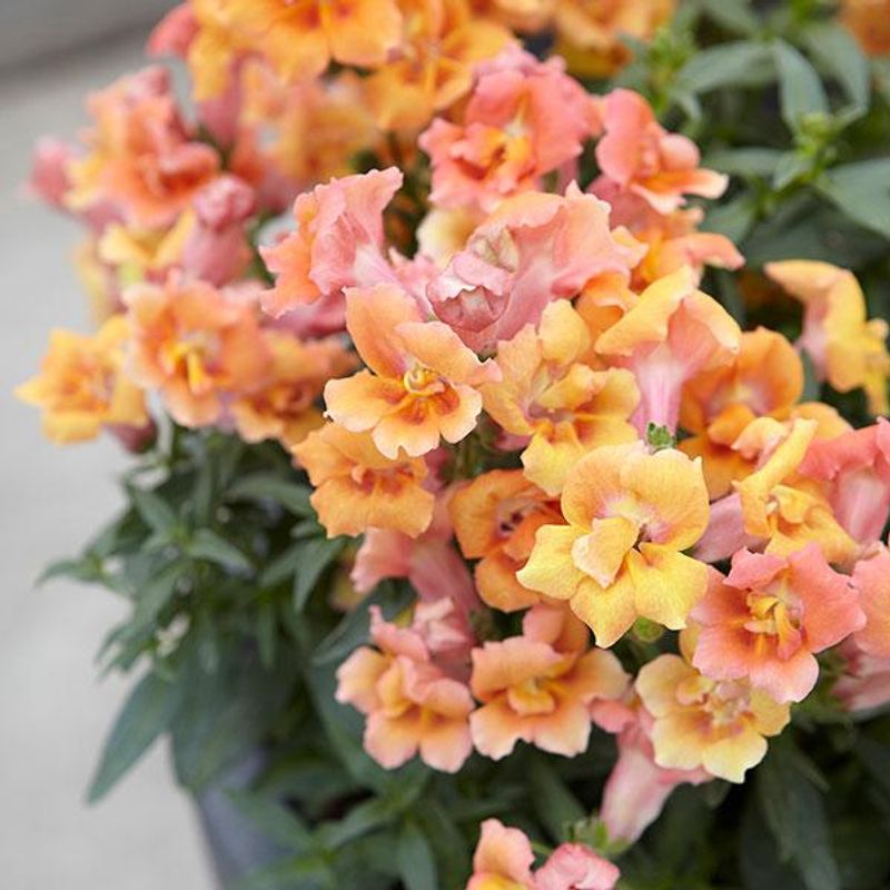 Antirrhinum  Twinny Bronze Shades - Frø-  Løvemunn