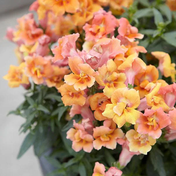 Hovedbilde Antirrhinum  Twinny Bronze Shades - Frø-  ...