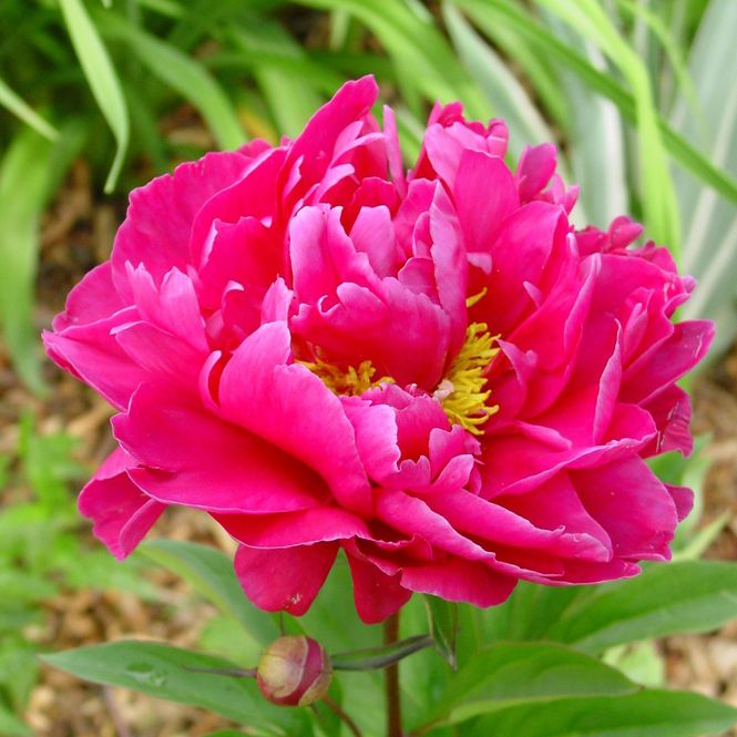 Hovedbilde Paeonia lactiflora Karl Rosenfield. Silkepeon - 1 ...