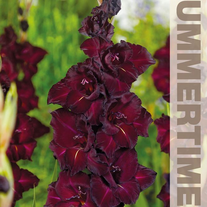 Hovedbilde Gladiolus Espresso - 10 knoller