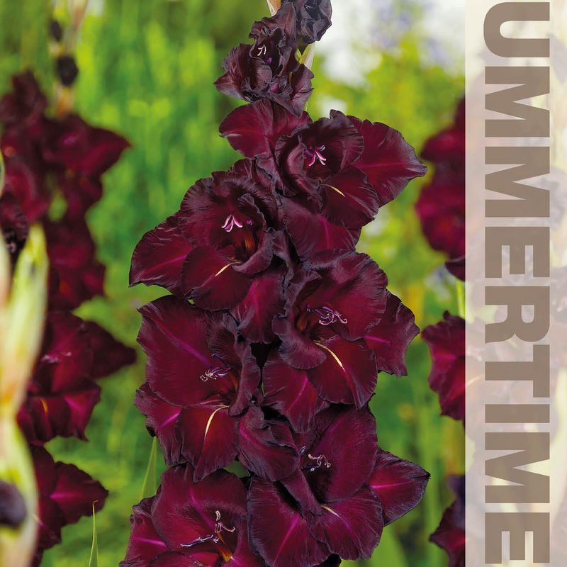 Gladiolus Espresso - 10 knoller