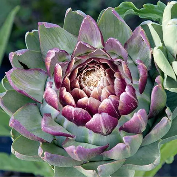 Hovedbilde Artisjokk Violet de Provence -Frø-