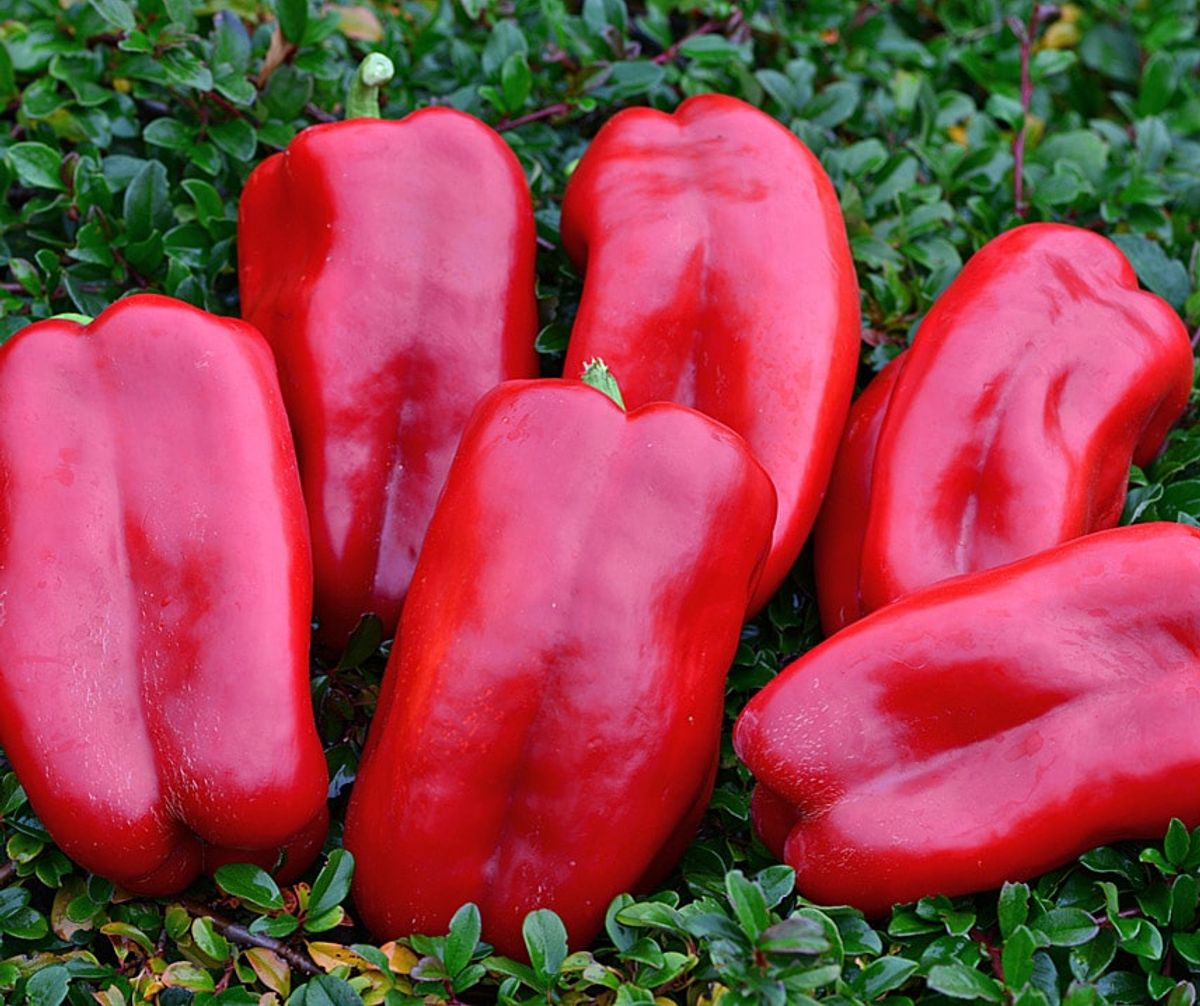 Paprika Stuff Enuff F1 -Frø-