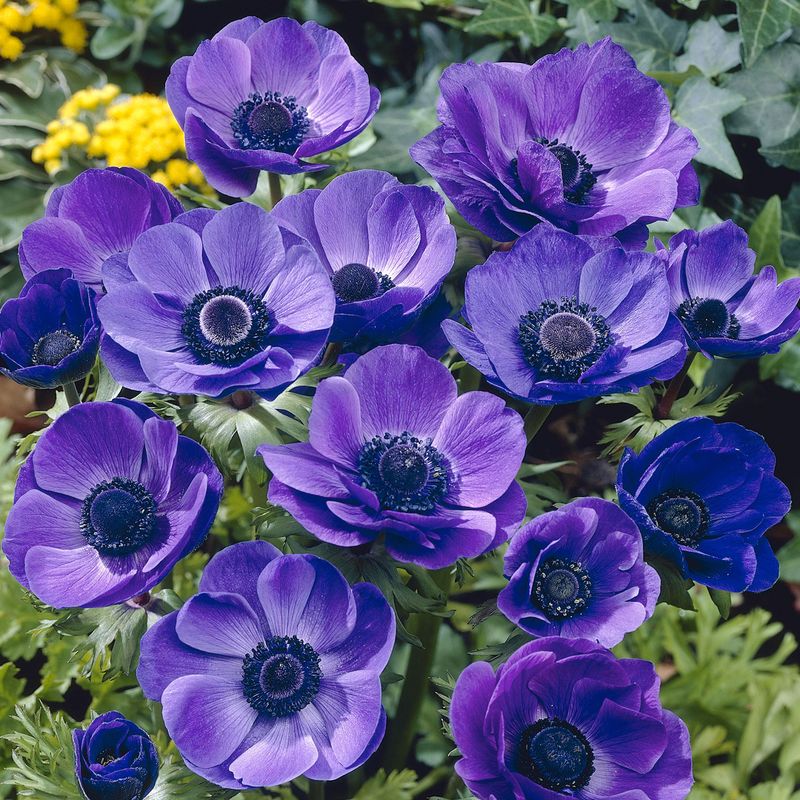 Anemone coronaria Mr. Fokker - 10 knoller