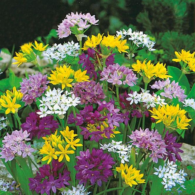 Hovedbilde Allium Gemengd - Mix - 20 løk