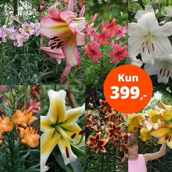 Bilde av Pakketilbud, 24 liljer, kun 399,-