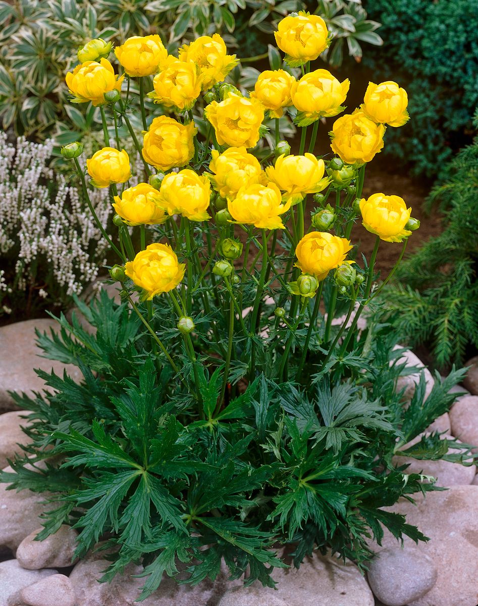 Trollius europaeus Lemon Supreme. Ballblom -Frø-