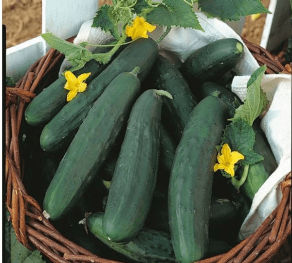 Hovedbilde Agurk Burpless Tasty Green F1 -Frø-