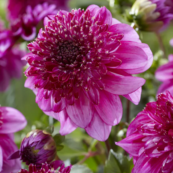 Hovedbilde Dahlia Richards Fortune - 1 knoll