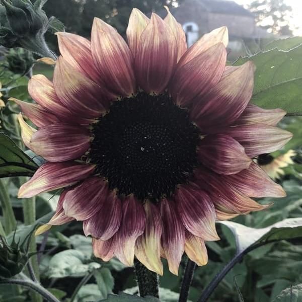 Hovedbilde Helianthus annuus F1 ProCut Plum. Solsikke -Frø-