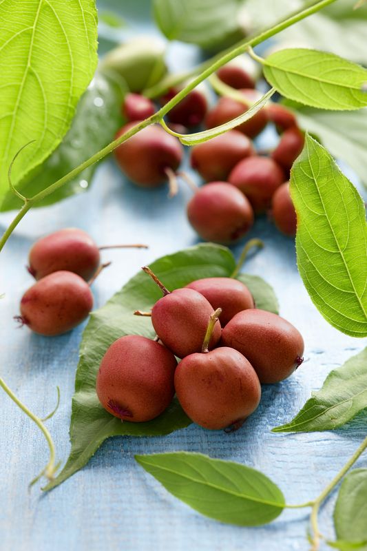 Actinidia arguta Kens Red. Rød mini-kiwi - 1 plante i 9 cm potte