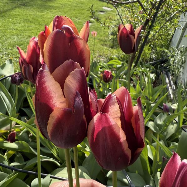 Hovedbilde Tulipan Muvota - 7 løk