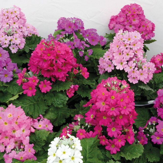 Hovedbilde Primula malacoides Beauty Mix -Frø-