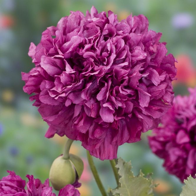 Hovedbilde Papaver somniferum Purple Peony. Valmue -Frø- 