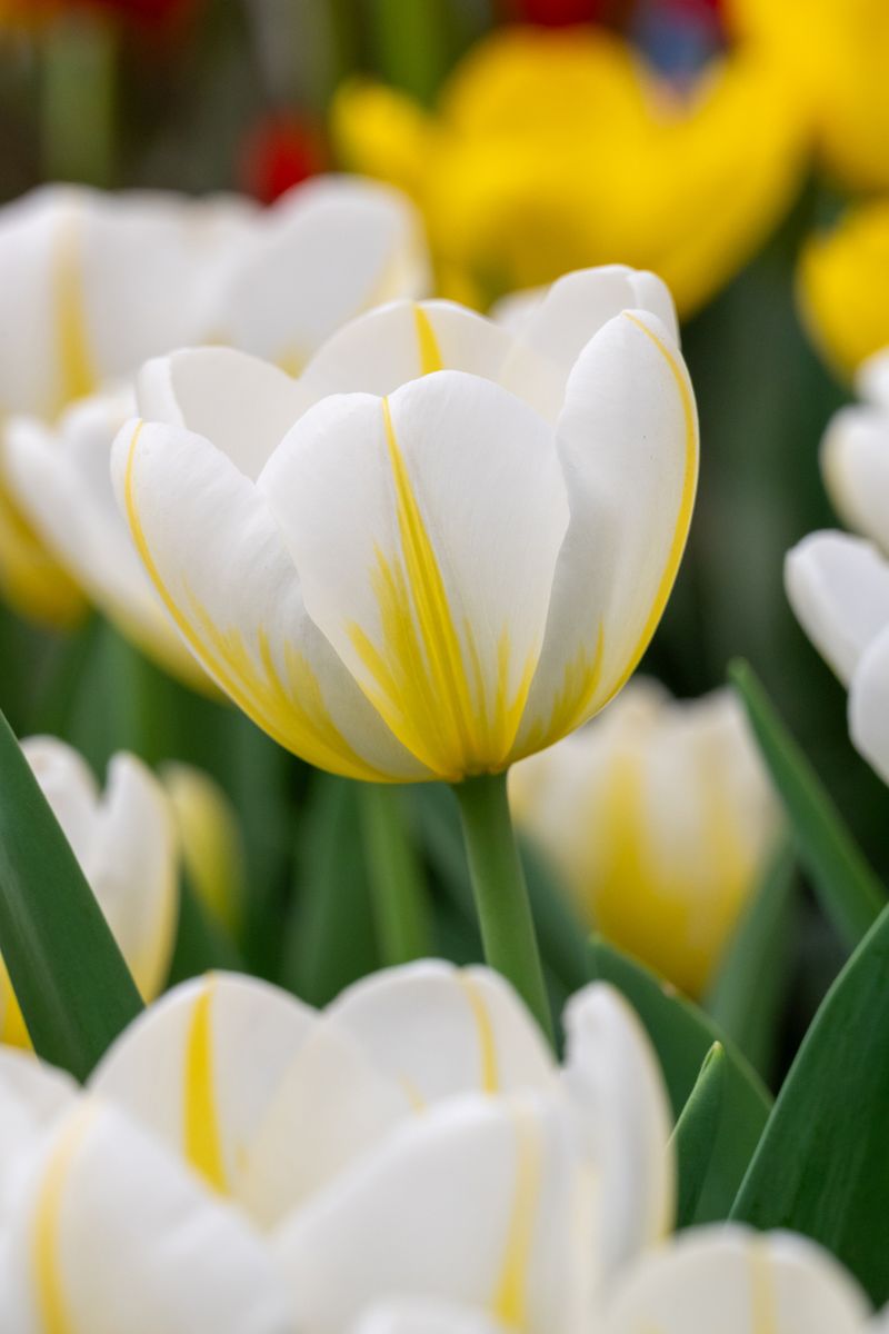 Tulipan Angels Flame - 6 løk