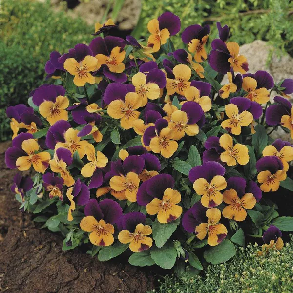 Hovedbilde Viola cornuta Sorbet XP Orange Jump Up. Stemor - ...