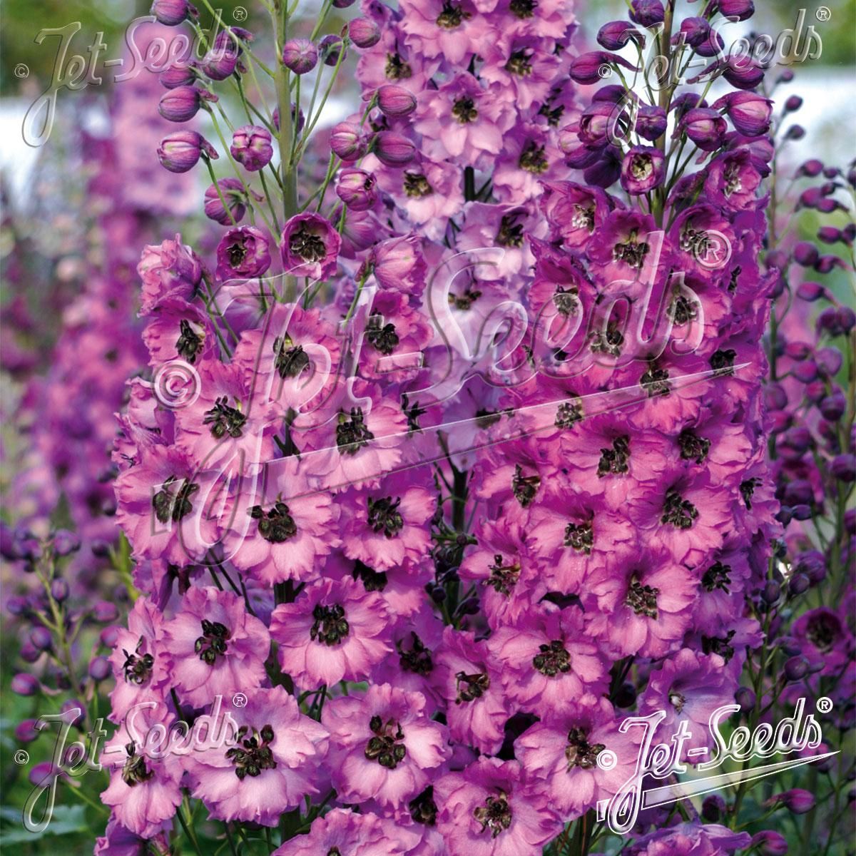 Delphinium elatum F1 Dusky Maidens -Frø- Ridderspore, høy