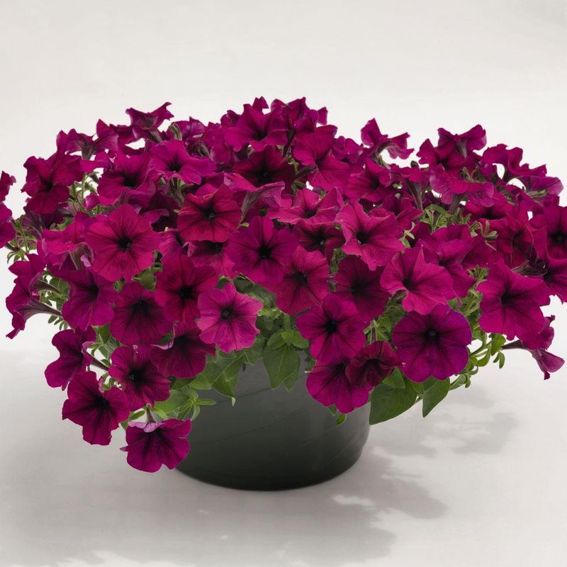 Petunia  Success Burgundy F1 - Frø - 