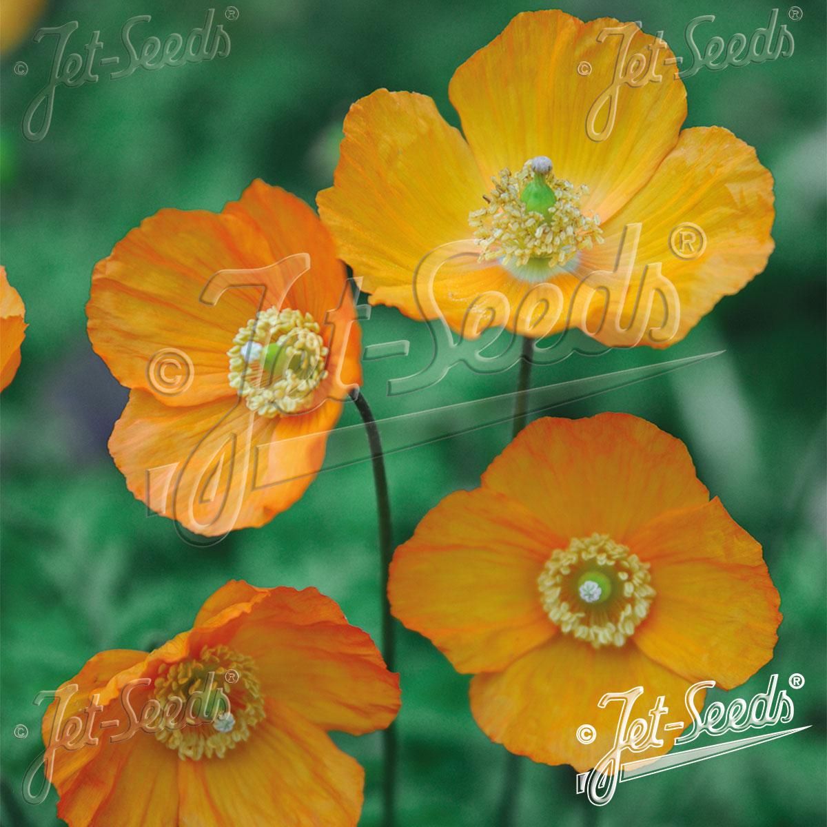 Meconopsis cambrica Aurantiaca. Valmue -Frø-