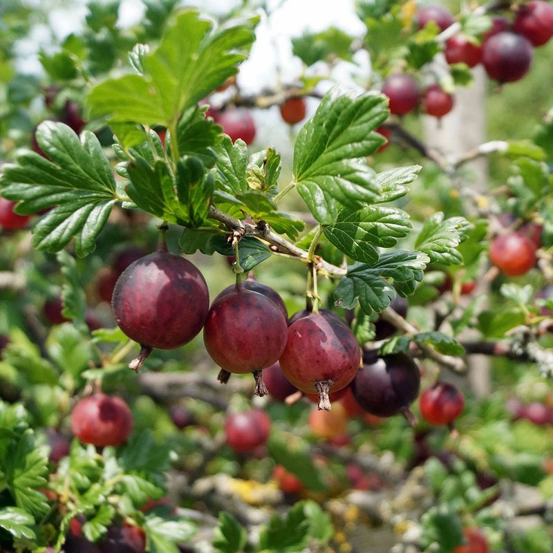 Stikkelsbær, rød Ribes uva-crispa Hinnonmaki -1 plante i 9cm potte