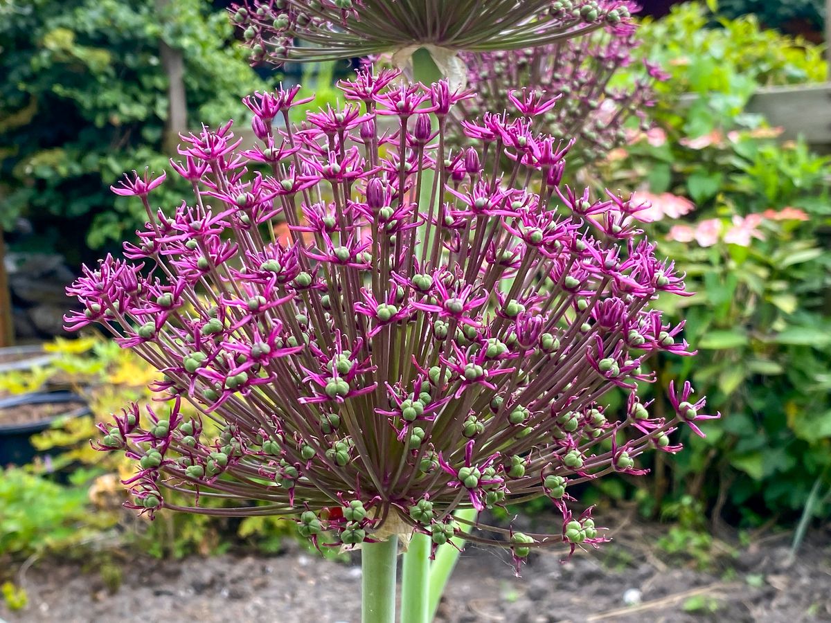 Allium Magic - 5 løk