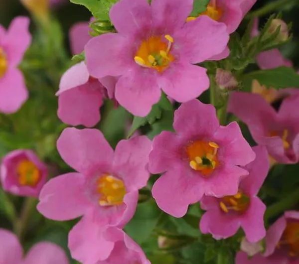 Hovedbilde Bacopa (sutera) cordata Pinktopia -Frø-