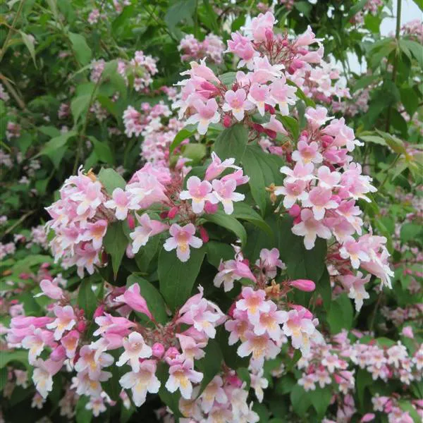 Hovedbilde Kolkwitzia amabilis Pink Cloud. Fagerbusk - 1 ...