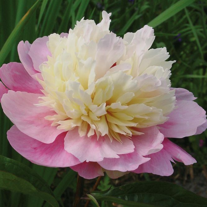 Hovedbilde Paeonia lactiflora Sorbet - Silkepeon - 1 rot