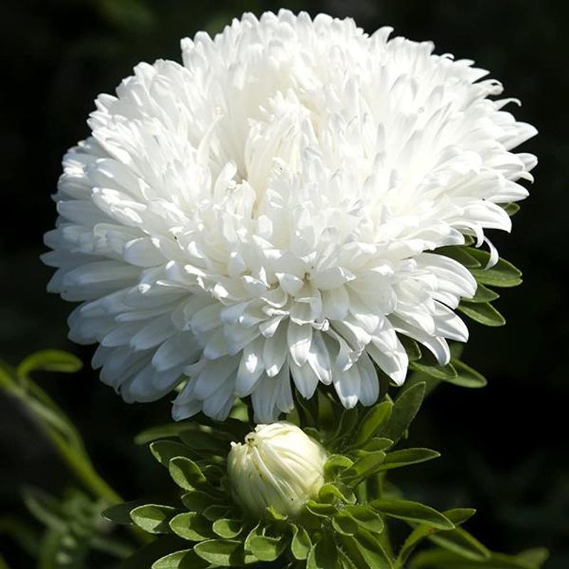 Aster Milady White -Frø-