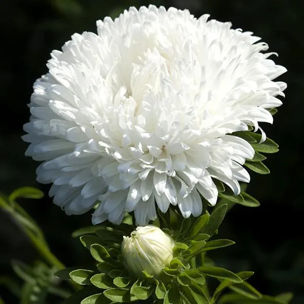 Hovedbilde Aster Milady White -Frø-
