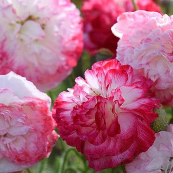 Hovedbilde Papaver rhoeas Supreme. Valmue -Frø-