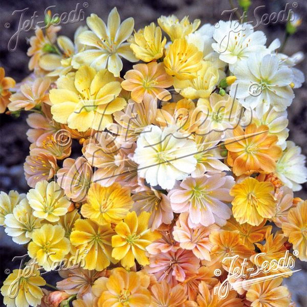 Hovedbilde Lewisia Cotyledon-Hybrid Sunset Golden-Yellow - ...