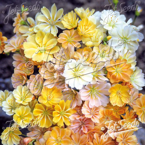 Hovedbilde Lewisia Cotyledon-Hybrid Sunset Golden-Yellow - ...