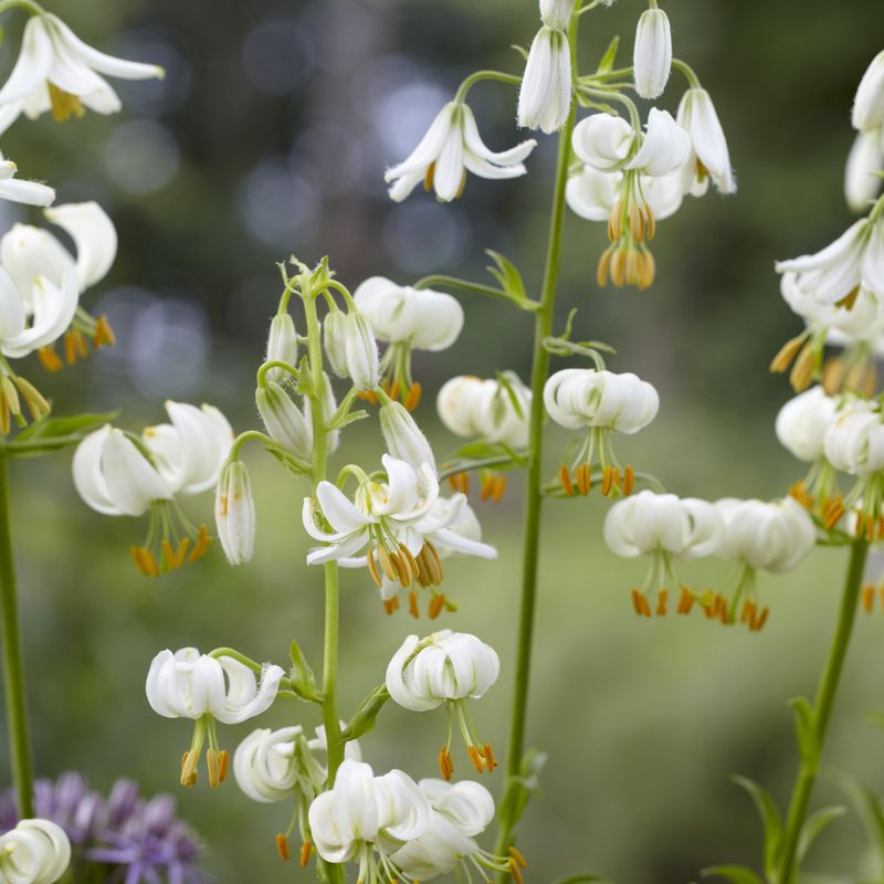 Lilium martagon var. album -Frø- Martagonlilje 