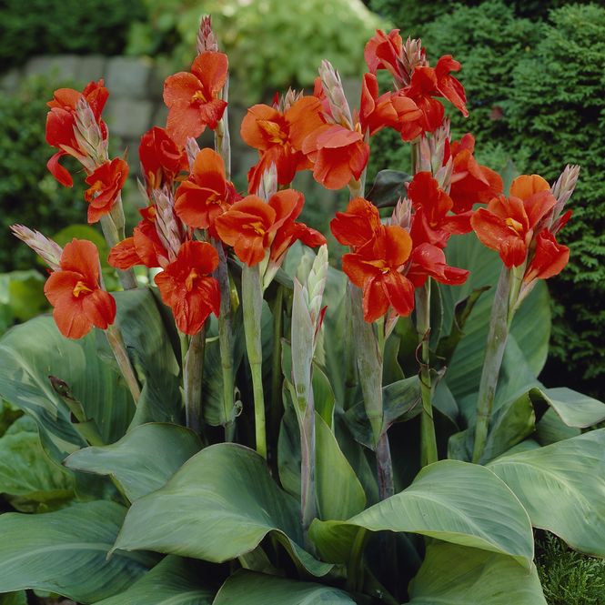 Hovedbilde Canna  Red President - 1 rot