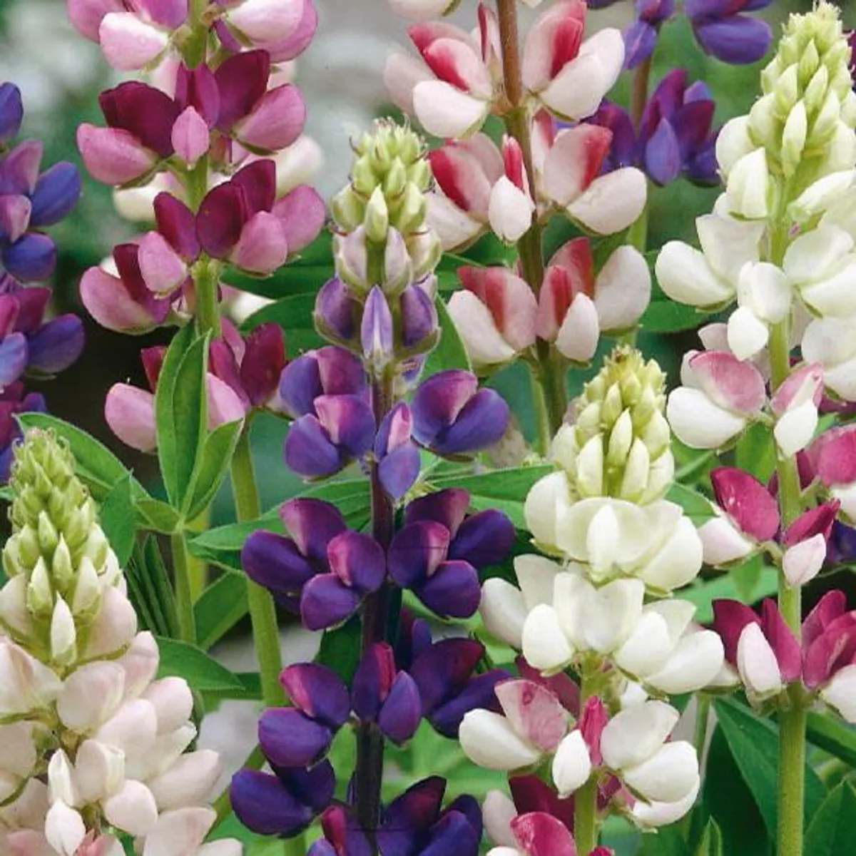 Lupinus Hartwegii nanus Pixie Delight. Sommerlupin -Frø-