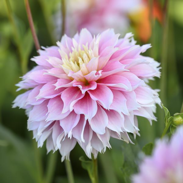 Bilde av Dahlia Pink Impact - 1 knoll