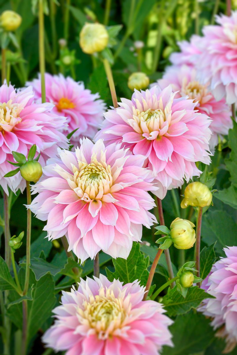 Dahlia Pink Impact - 1 knoll