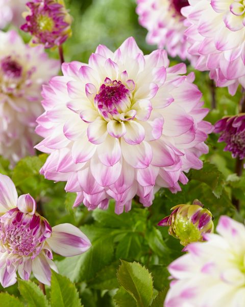 Hovedbilde Dahlia Hapet Blue Eyes - 1 knoll