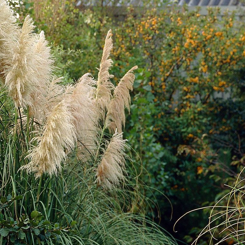 Cortaderia selloana Pampasgress, hvit - 1 plante i 9 cm potte
