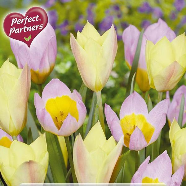 Hovedbilde Glow in the Dark  tulipaner i blanding - 25 løk