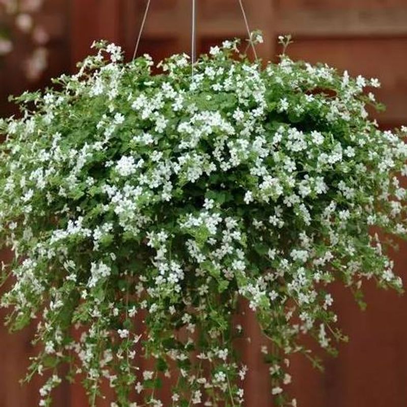 Bacopa (sutera) cordata Snowtopia -Frø-