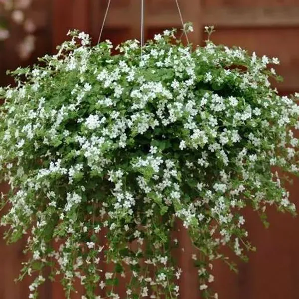 Hovedbilde Bacopa (sutera) cordata Snowtopia -Frø-